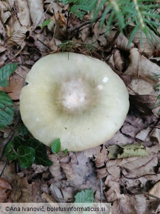 Russula pseudoaeruginea