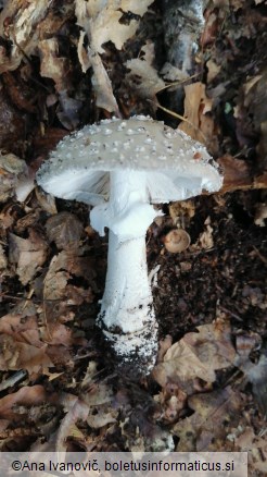 Amanita rubescens