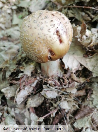 Amanita rubescens