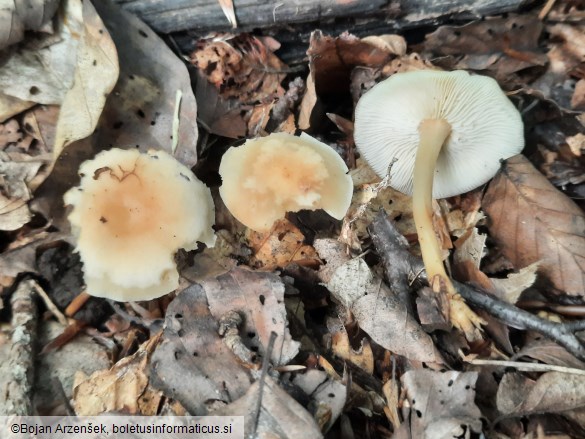 Gymnopus dryophilus