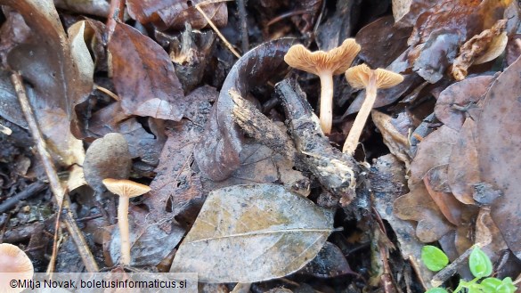 Tubaria furfuracea