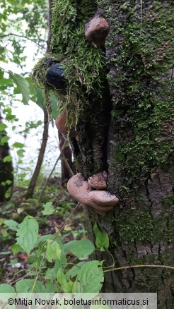 Phellinus igniarius