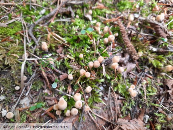 Coprinellus disseminatus