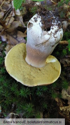 Boletus reticulatus