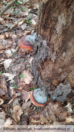 Fomitopsis pinicola