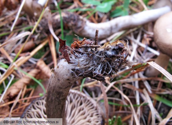 Lyophyllum maleolens