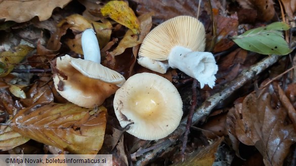 Russula risigallina