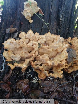 Laetiporus sulphureus