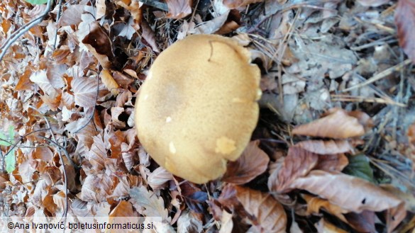 Suillus bovinus