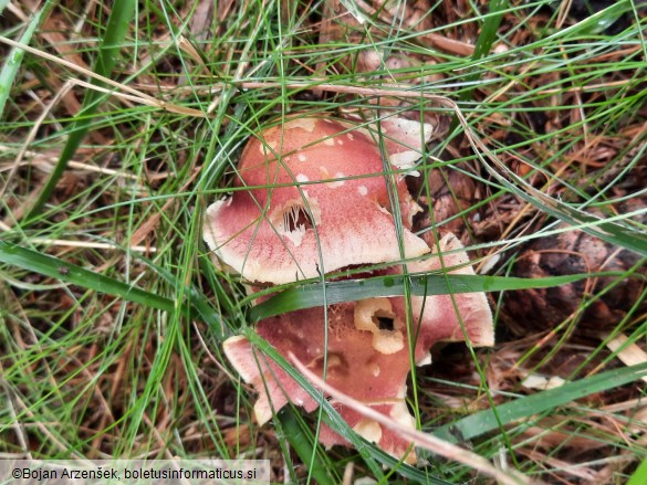 Tricholomopsis rutilans