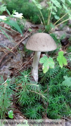 Leccinellum pseudoscabrum