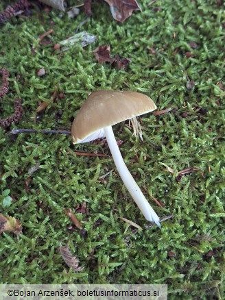 Pluteus roseipes