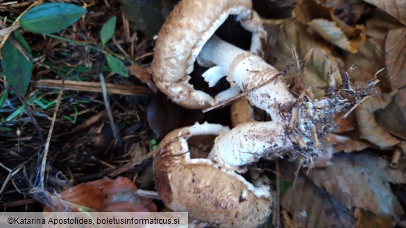 Agaricus bisporus