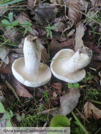 Lactarius piperatus