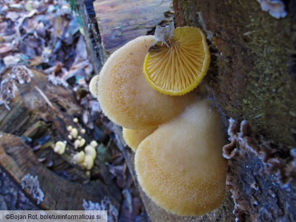 Phyllotopsis nidulans