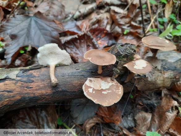 Polyporus brumalis