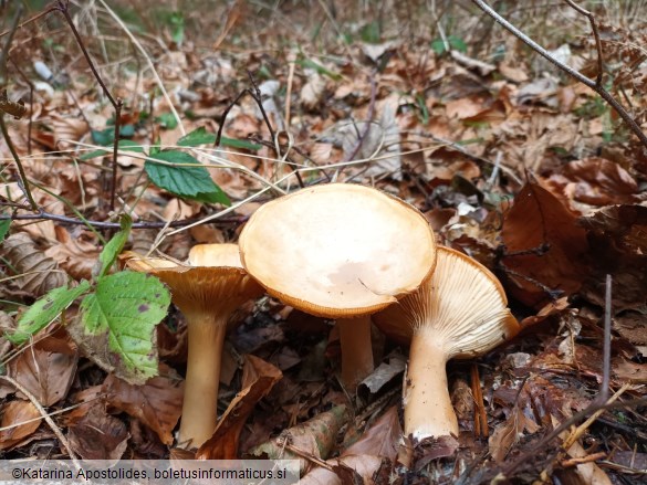 Infundibulicybe geotropa