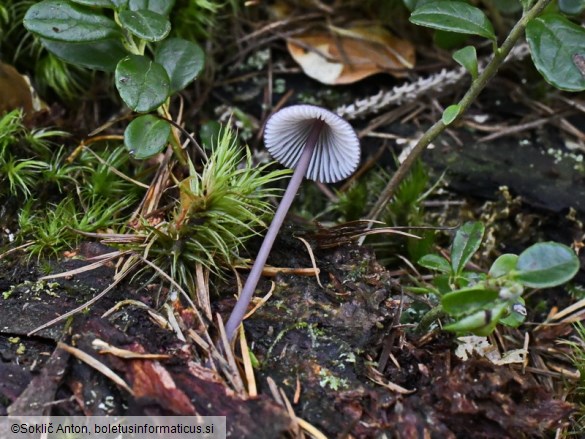 Mycena purpureofusca