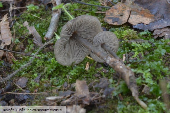 Tephrocybe rancida