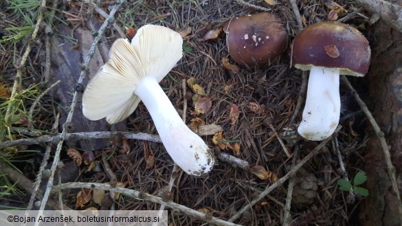 Russula integra