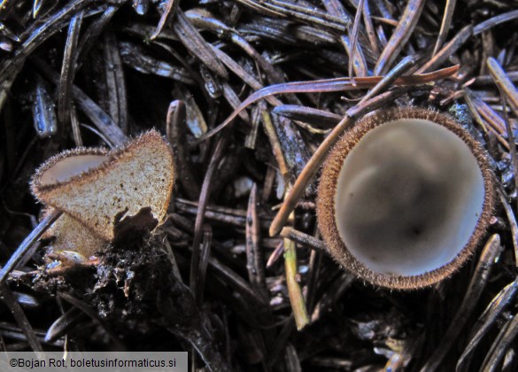 Humaria hemisphaerica