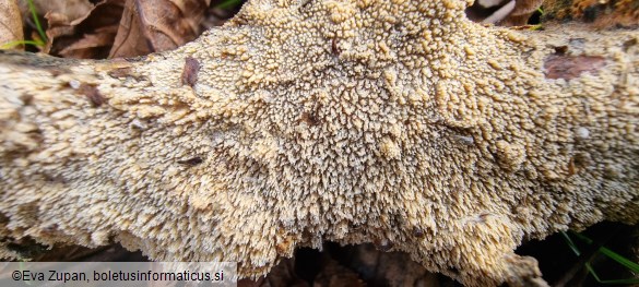 Hyphodontia quercina