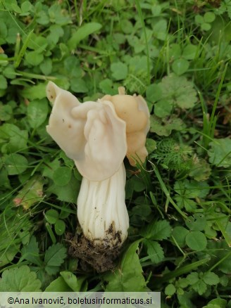 Helvella crispa