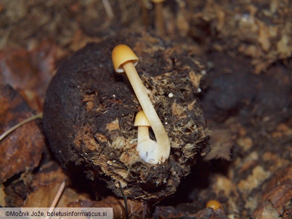 Conocybe siennophylla