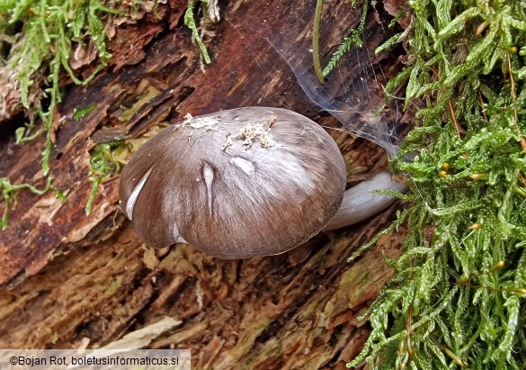 Pluteus pouzarianus