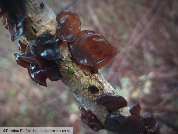 Auricularia auricula-judae