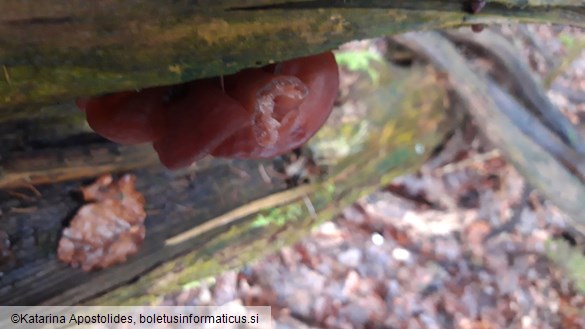 Auricularia auricula-judae