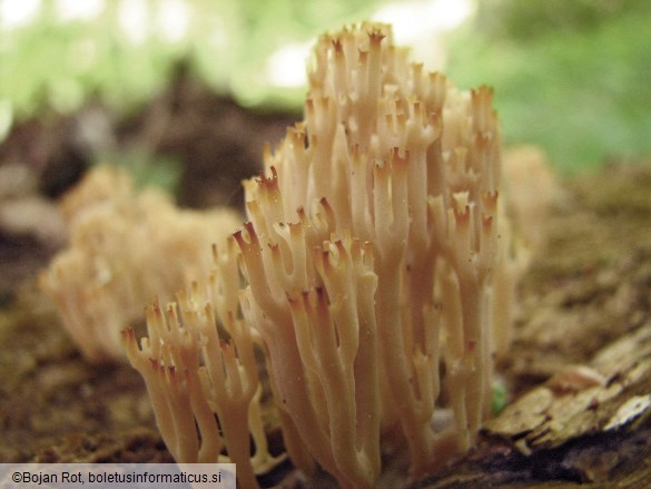 Artomyces pyxidatus
