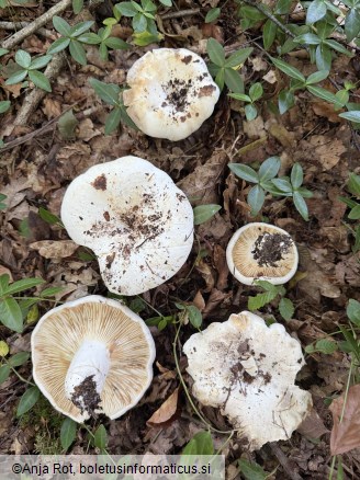 Lactifluus bertillonii