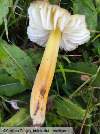 Hygrocybe citrinovirens