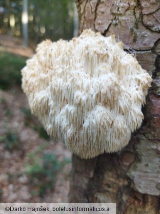 Hericium alpestre