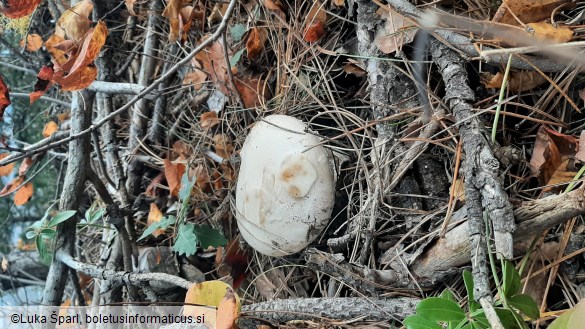 Amanita ovoidea