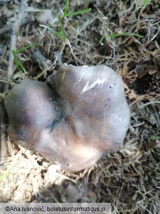 Russula cyanoxantha