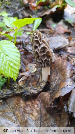 Morchella esculenta