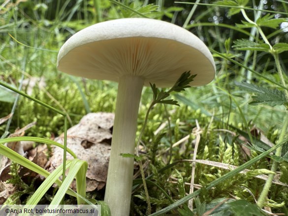 Melanoleuca strictipes