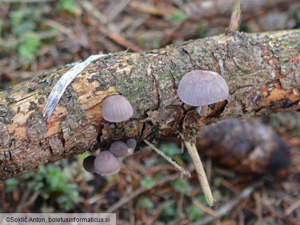 Mycena rubromarginata