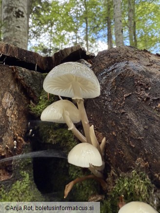 Mucidula mucida
