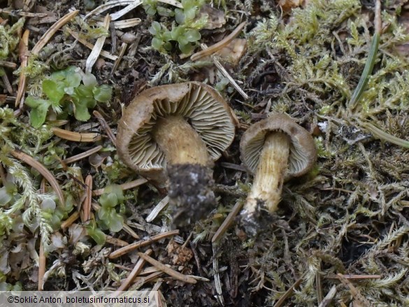 Mallocybe gymnocarpa