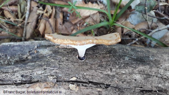 Polyporus varius