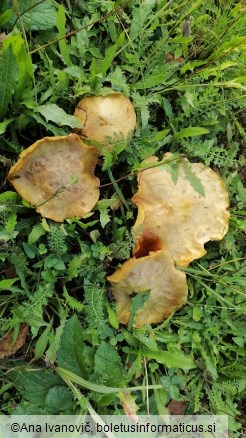 Suillus granulatus