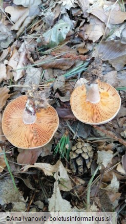 Lactarius deterrimus