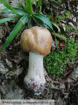 Amanita rubescens