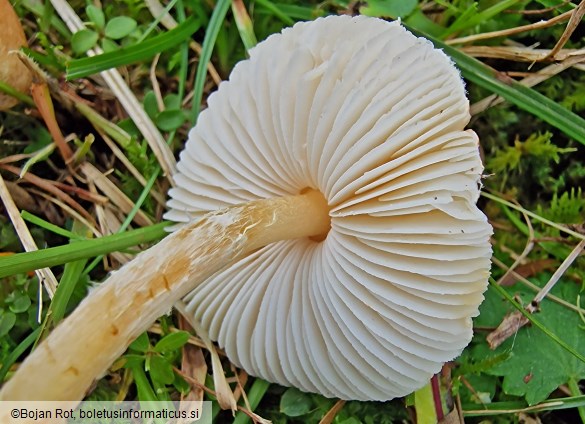 Lepiota oreadiformis