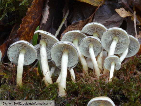 Hypholoma fasciculare var. pusillum