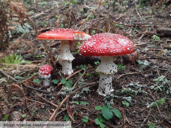 Amanita muscaria