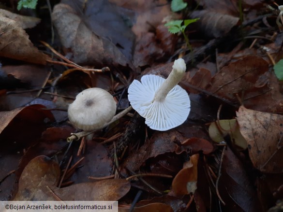 Hygrophorus pustulatus